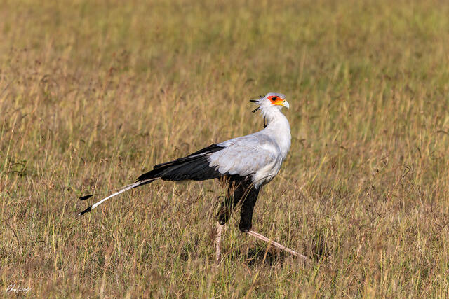 Secretary bird walking through tall grass in Serengeti National Park Tanzania