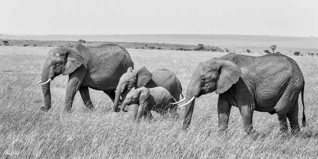 Group of adult and young elephants walking together through tall grass on open plains in black and white.