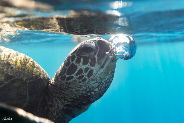 A green sea turtle releases a small air bubble at the ocean surface in clear blue water near Haleiwa on the North Shore of Oahu, Hawaii.