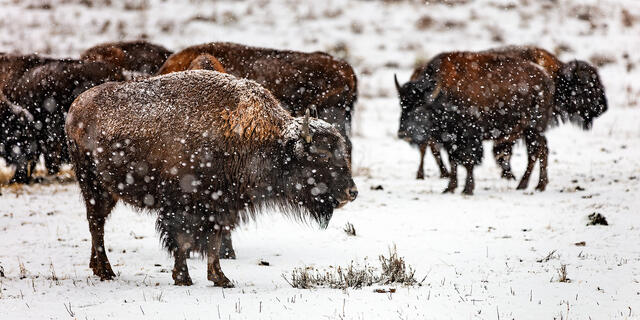 American buffalo standing in falling snow during winter in San Francisco, California.