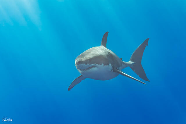 Great white shark swimming in open blue water with fins extended and body facing forward