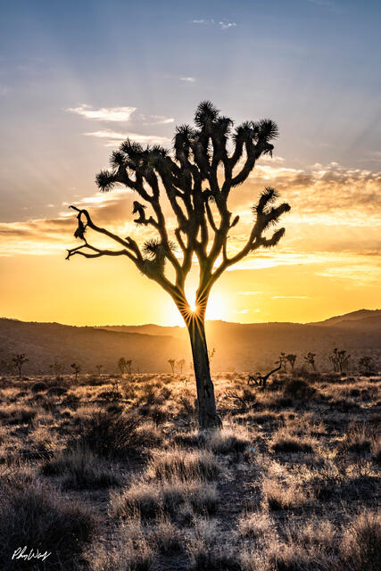 Silhouetted Joshua tree with sun flare at sunrise in Joshua Tree National Park California.