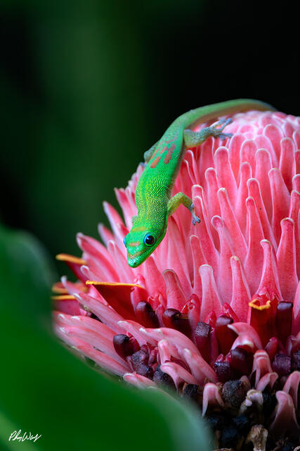 Green day gecko resting on a bright pink tropical flower on Oahu’s North Shore in Hawaii.