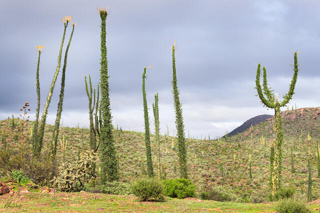 Ocotillo plants standing tall in desert landscape near Ensenada Mexico under cloudy sky.