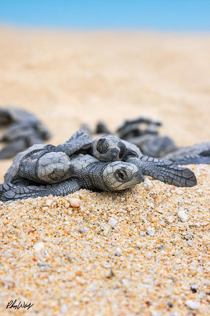 Three baby sea turtles resting on sandy beach with shells and flippers visible in the foreground.