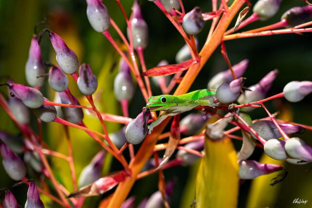 Green gecko perched among colorful tropical flower buds in Kona Hawaii.