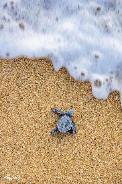 Baby sea turtle approaching ocean waves on sandy beach in Cabo San Lucas Mexico.