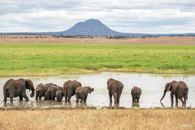 Herd of elephants drinking at a watering hole with Mount Kilimanjaro in the background in Serengeti National Park Tanzania