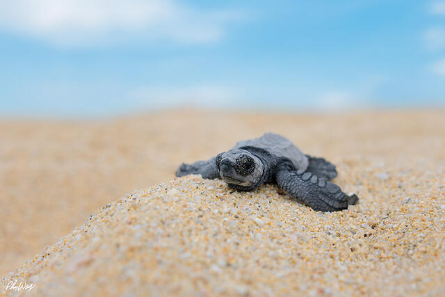 Baby sea turtle resting on sandy beach near ocean in Cabo San Lucas Mexico.