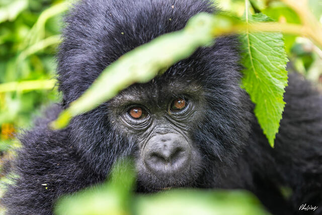 Close up portrait of a mountain gorilla looking through green leaves in Volcanoes National Park Rwanda