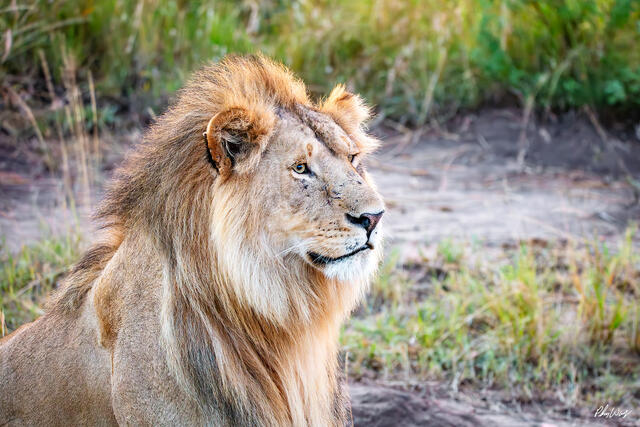 Male lion with full mane looking ahead in Maasai Mara National Reserve Kenya