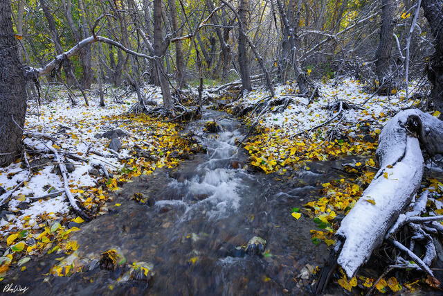 Snow covered forest creek flowing through fallen yellow leaves in Bishop Creek Canyon, Eastern Sierra Nevada, California.