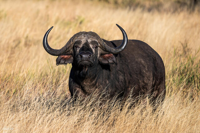 African buffalo standing in tall grass staring forward in Serengeti National Park Tanzania