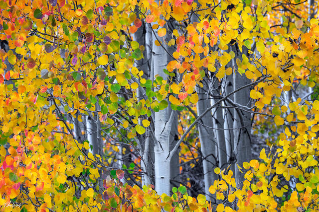 Colorful aspen leaves in yellow green and orange surrounding gray tree trunks in Lee Vining, Eastern Sierra Nevada, California.
