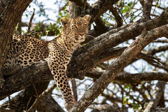Leopard resting in an acacia tree in Maasai Mara National Reserve Kenya