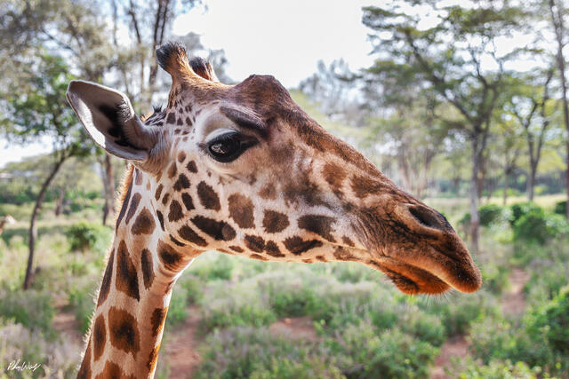 Close up portrait of a giraffe in Maasai Mara National Reserve Kenya