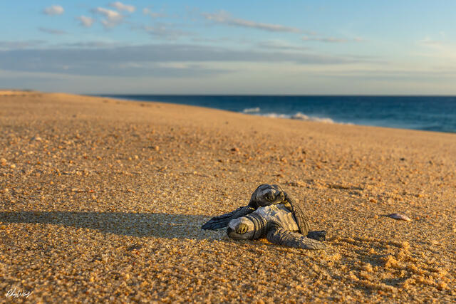 Two baby sea turtles resting on sandy beach with ocean and sky in the background.