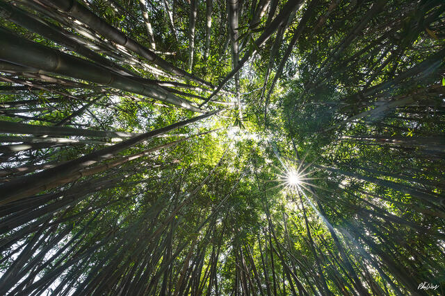 Sunlight shining through tall bamboo forest canopy in Hana Maui Hawaii.