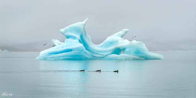 Blue iceberg floating in calm water at Jökulsárlón Glacier Lagoon Iceland.