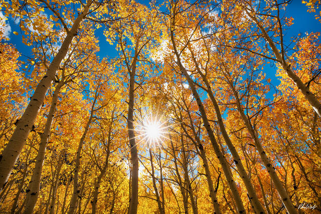 Golden aspen trees with sunlight flaring through autumn leaves in Bishop Creek Canyon, Eastern Sierra Nevada, California.
