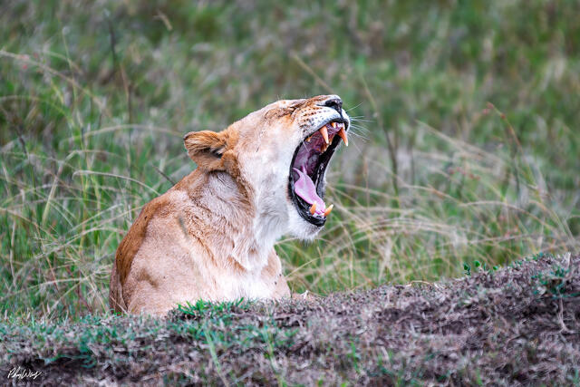 Lioness yawning in Serengeti National Park Tanzania Africa