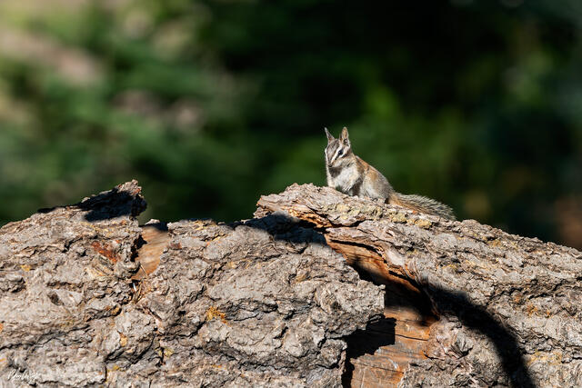Chipmunk sitting on a fallen tree trunk in Sequoia National Park, California.