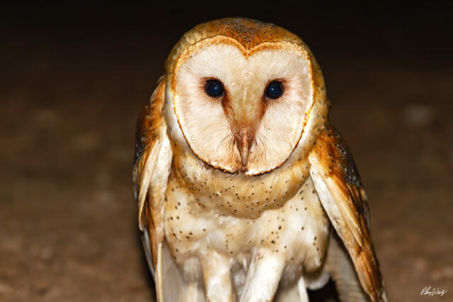 Barn owl photographed at night with heart-shaped face and detailed feathers in Kona on the Big Island of Hawaii.