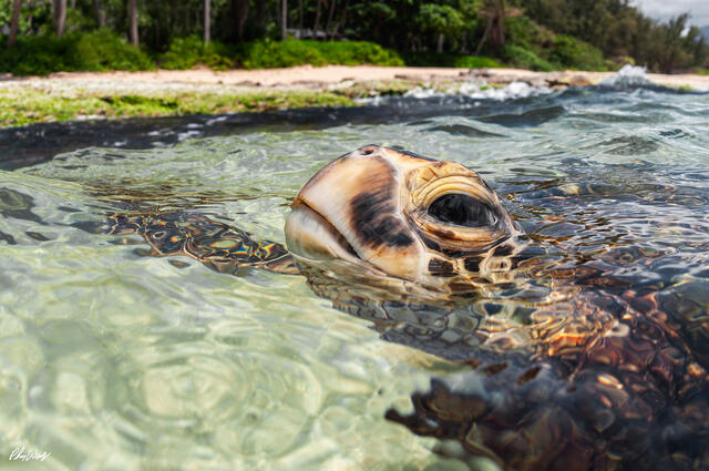 A young green sea turtle rests in shallow clear ocean water near Haleiwa on the North Shore of Oahu, Hawaii, with gentle waves, sandy shoreline, and tropical gr