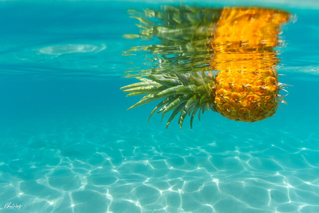 Pineapple floating underwater in clear turquoise ocean water in Kona Hawaii.