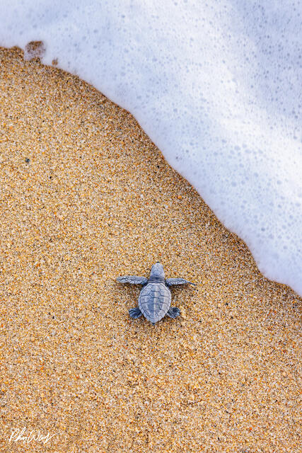 Baby sea turtle moving across sandy beach toward white ocean foam from an overhead view.