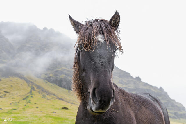 Close up portrait of Icelandic horse in green mountain landscape near Reykjavik Iceland.