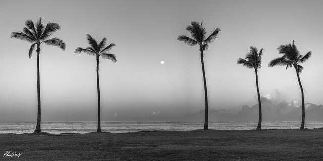 Black and white photograph of five palm trees along the shoreline on the North Shore of Oahu in Hawaii with the ocean and moon in the background.