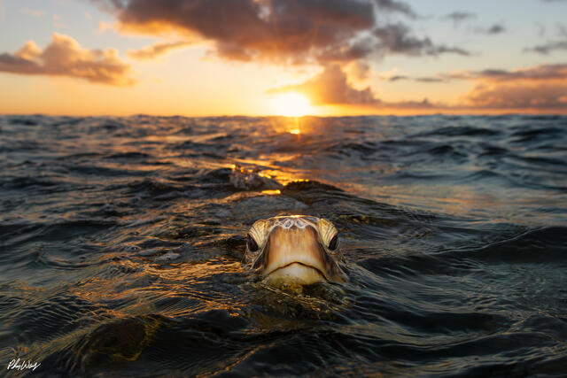 A green sea turtle floats at the ocean surface during sunset near Haleiwa on the North Shore of Oahu, Hawaii, with golden light reflecting across rolling waves.