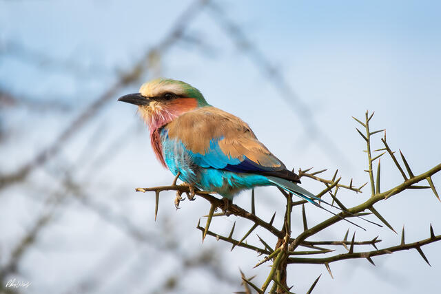 Colorful lilac breasted roller perched on thorny acacia branch in the Maasai Mara Kenya