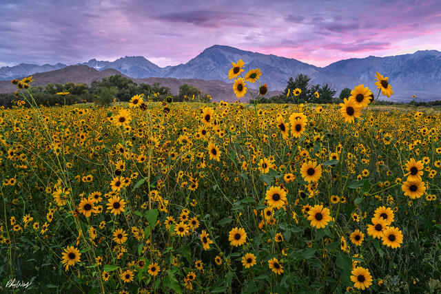 Field of yellow sunflowers with mountain peaks and colorful sky near Bishop, California.