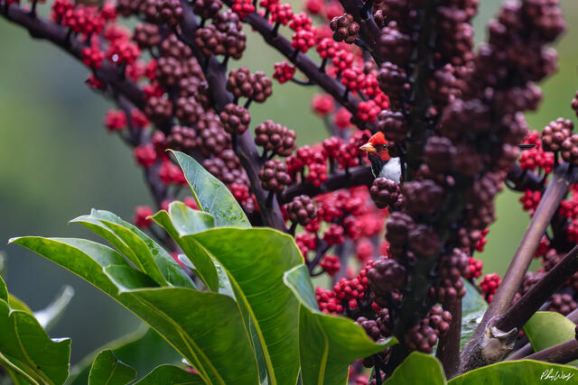 Red cardinal bird perched among tropical leaves and red berries on the Big Island of Hawaii.