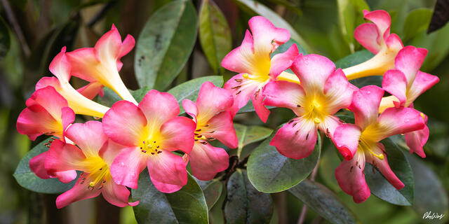 Pink and yellow desert rose flowers blooming in Kona on the Big Island of Hawaii.