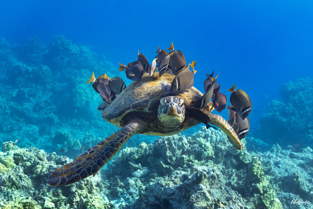 A green sea turtle swims above a coral reef near Kona on the Big Island of Hawaii, surrounded by tropical reef fish in clear blue ocean water.