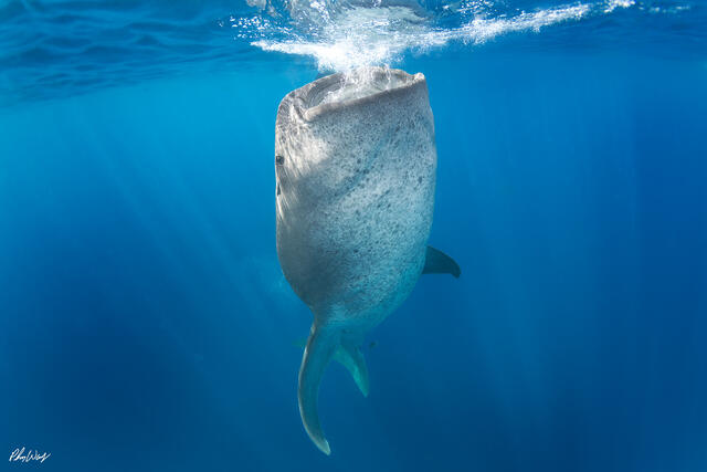 Whale shark feeding vertically underwater with mouth open in blue ocean near Isla Mujeres Mexico.
