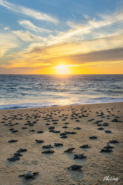 Many baby sea turtles scattered across a sandy beach moving toward the ocean at sunset.