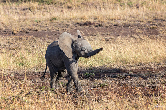Baby elephant walking with raised trunk in the grasslands of Serengeti National Park Tanzania
