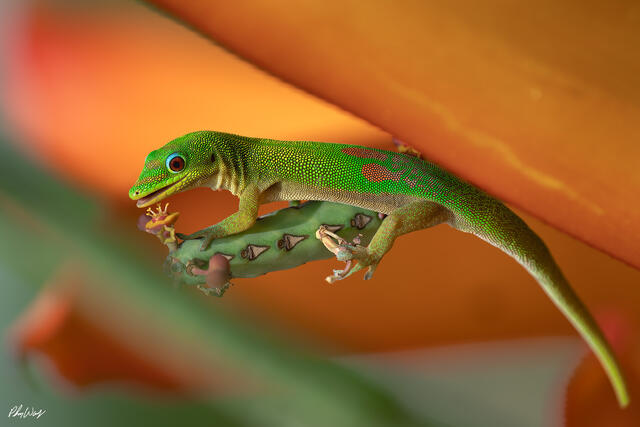Green day gecko perched on tropical plant with soft orange and green background in Hawaii.