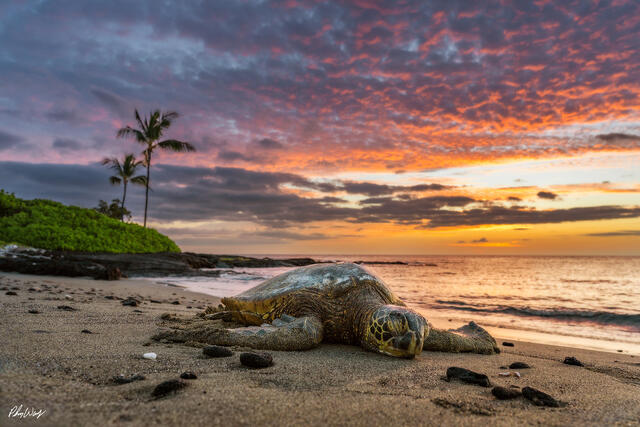 A green sea turtle rests on sandy shoreline at sunset near Kona on the Big Island of Hawaii, with calm ocean water, palm trees, and colorful evening clouds.