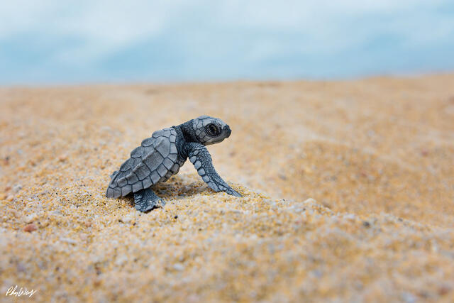Newly hatched sea turtle crawling across sandy beach toward ocean in Cabo San Lucas Mexico.