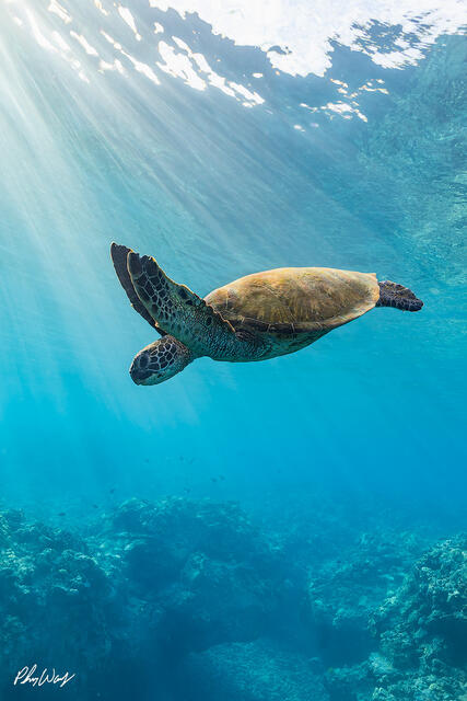 A green sea turtle swims through clear blue ocean water near Kona, Hawaii, with soft sun rays streaming from the surface and coral reef below.