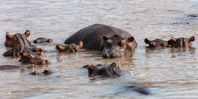 Group of hippopotamuses resting together in shallow water in Serengeti National Park Tanzania