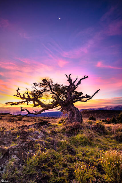 Solitary tree at sunrise on Mauna Kea with colorful skies on the Big Island of Hawaii.