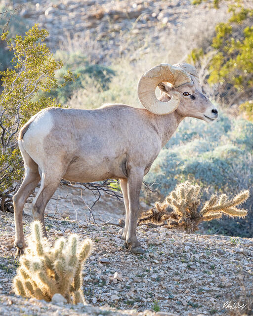 Desert bighorn sheep standing among rocks and desert plants near Bishop, California.