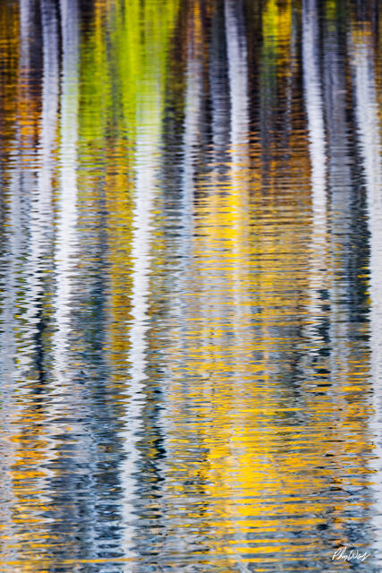 Abstract reflection of colorful aspen trees in calm water during fall in Bishop Creek Canyon, Eastern Sierra Nevada, California.