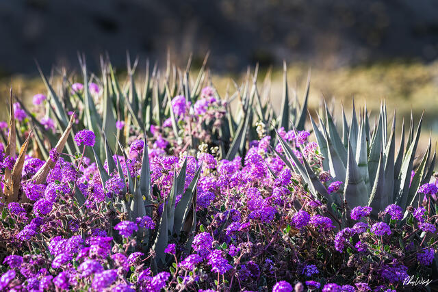 Purple desert wildflowers and agave plants blooming in Anza Borrego California.